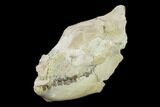 Fossil Oreodont (Merycoidodon) Skull - Wyoming #134356-4
